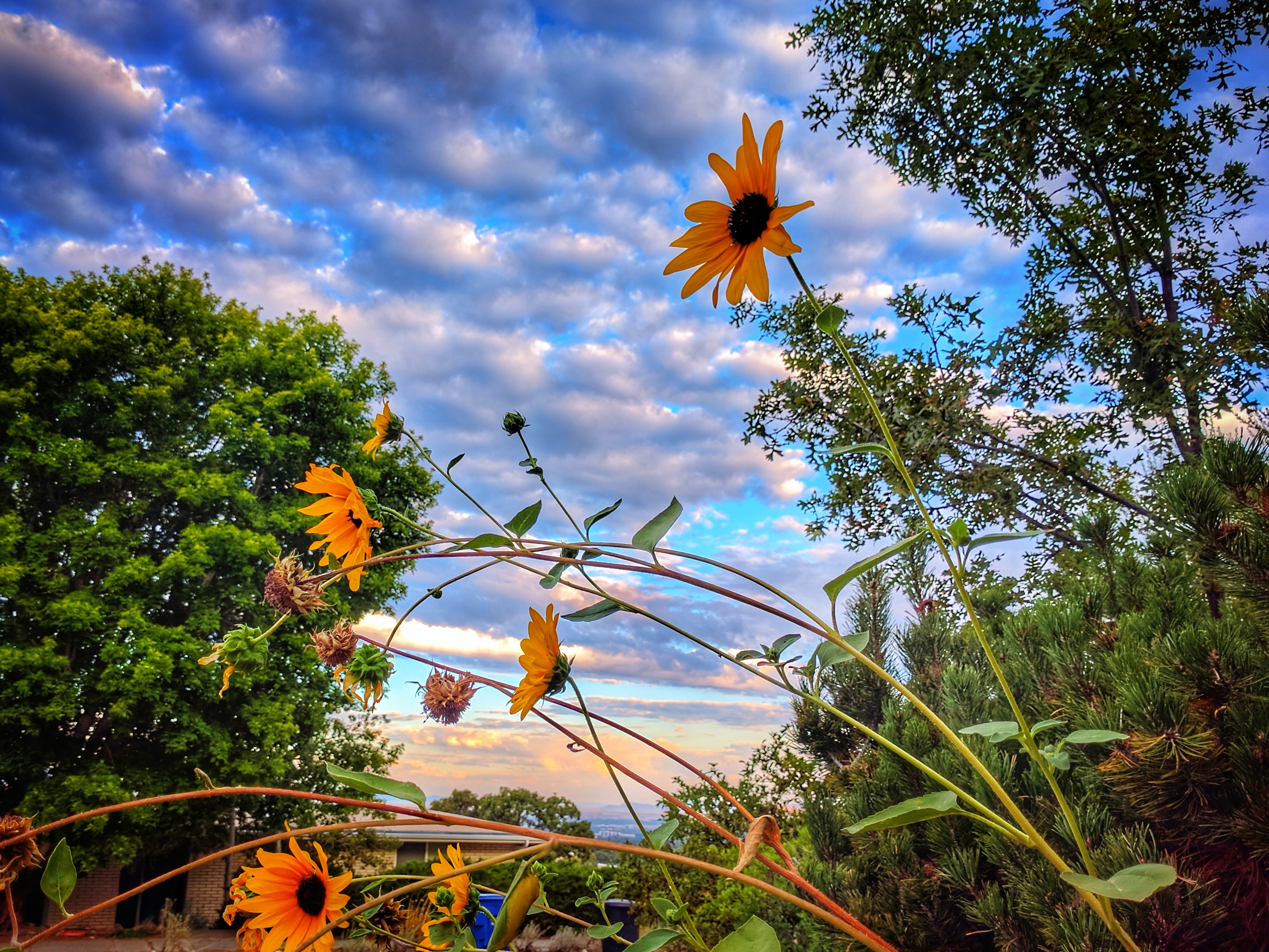 Sunflower Against Cloudy Sky
